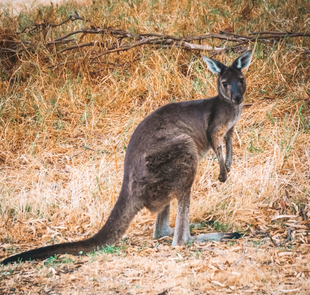 Wallaby Australie